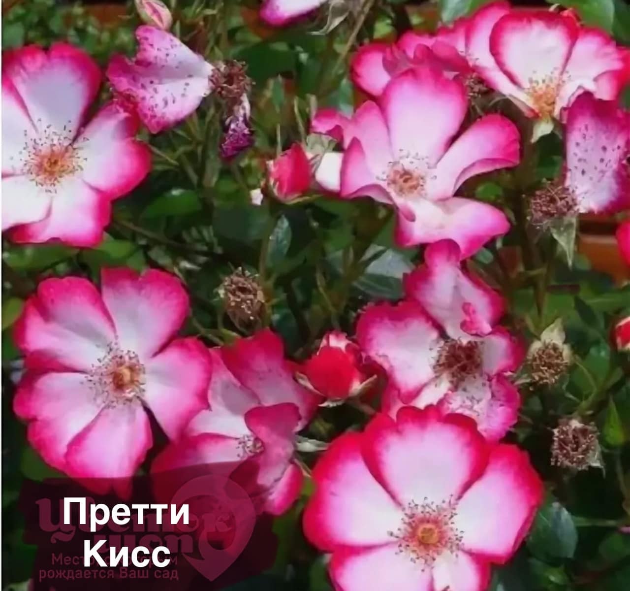 ПРЕТИ КИСС — фото 4