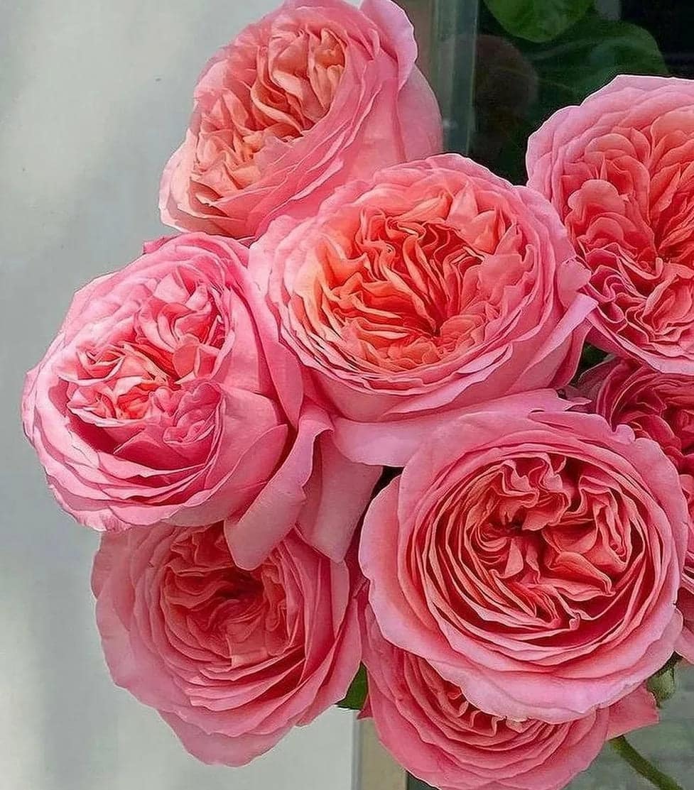 ЛОНДОН АЙ премиум — фото 4