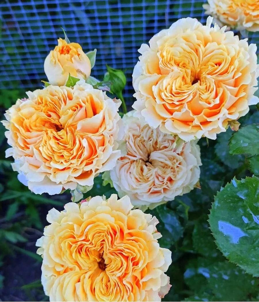 СВИТ ЭКСПРЭШН — фото 4