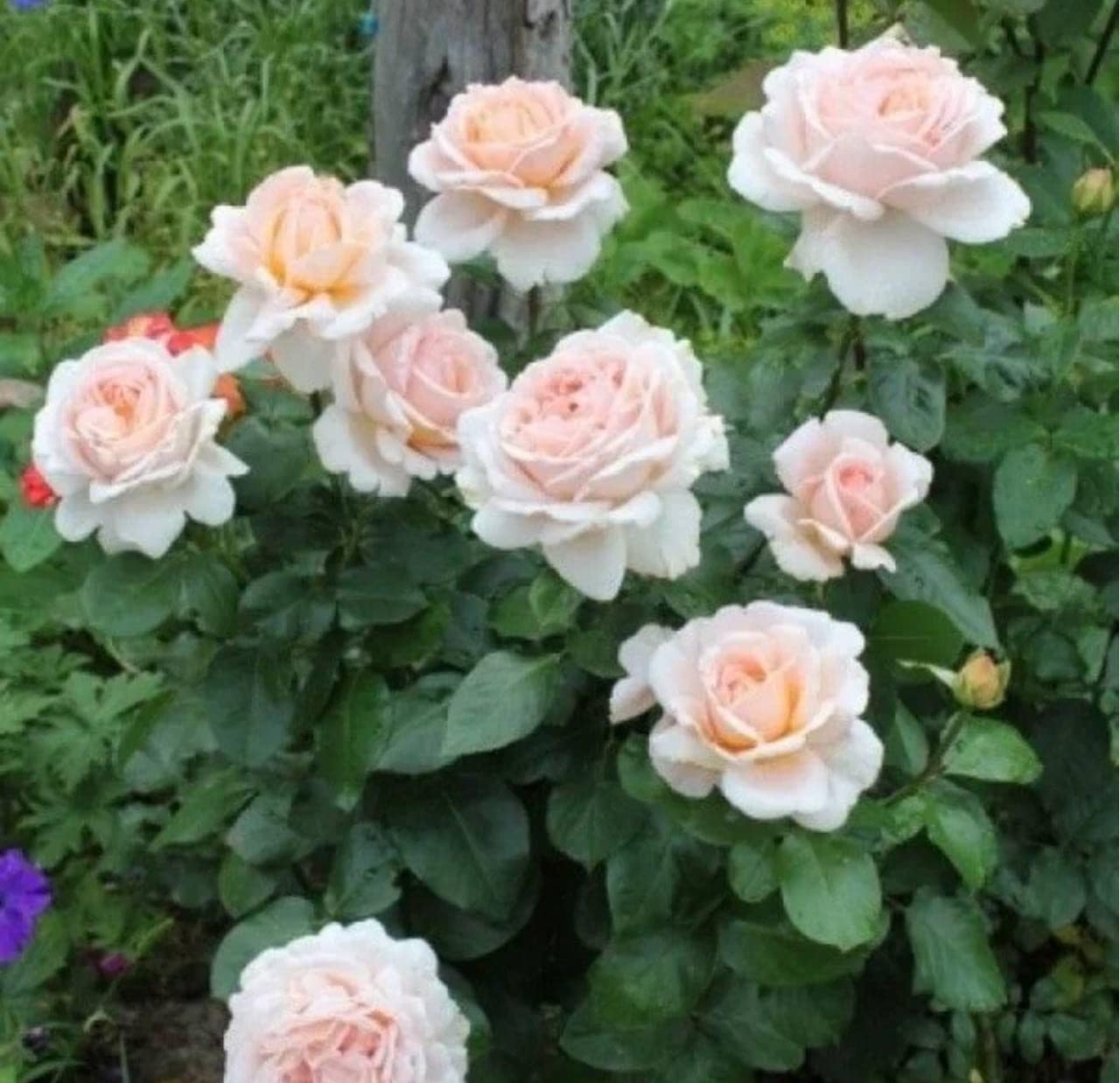 👃Роза Андре ле Нотр ч/г — фото 3