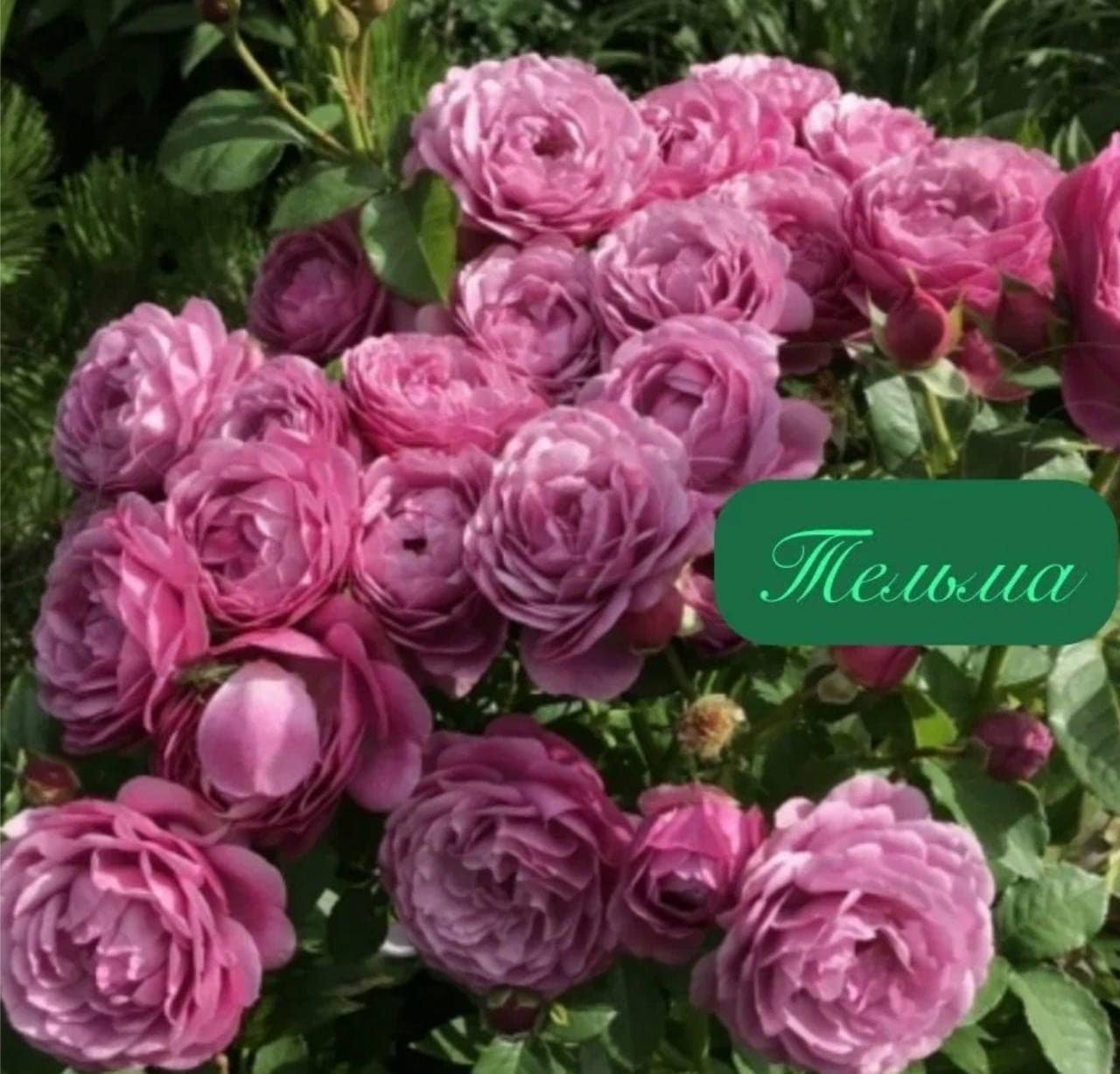 Роза Тельма флорибунда — фото 2