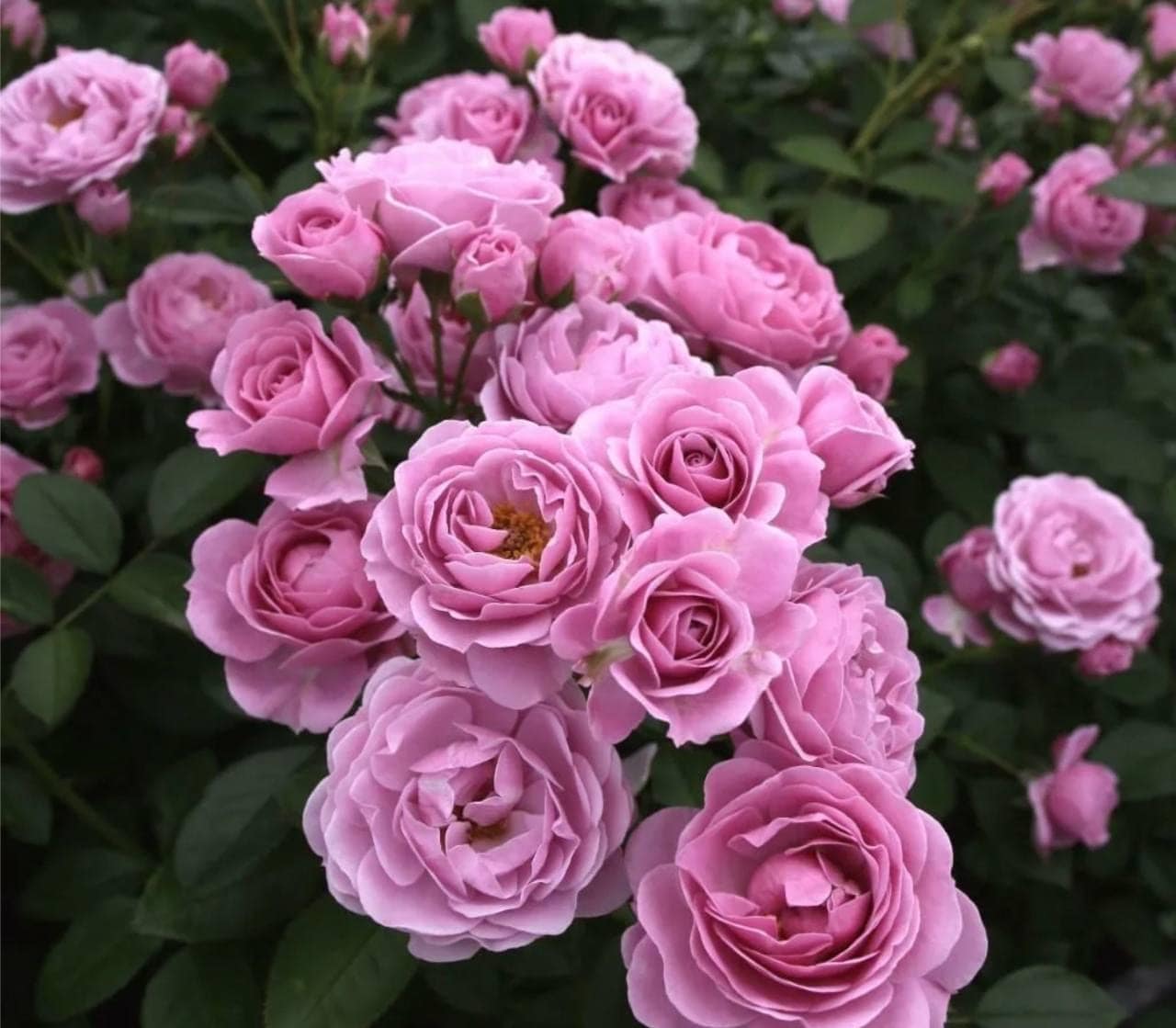 Роза Наутика флорибунда — главное фото