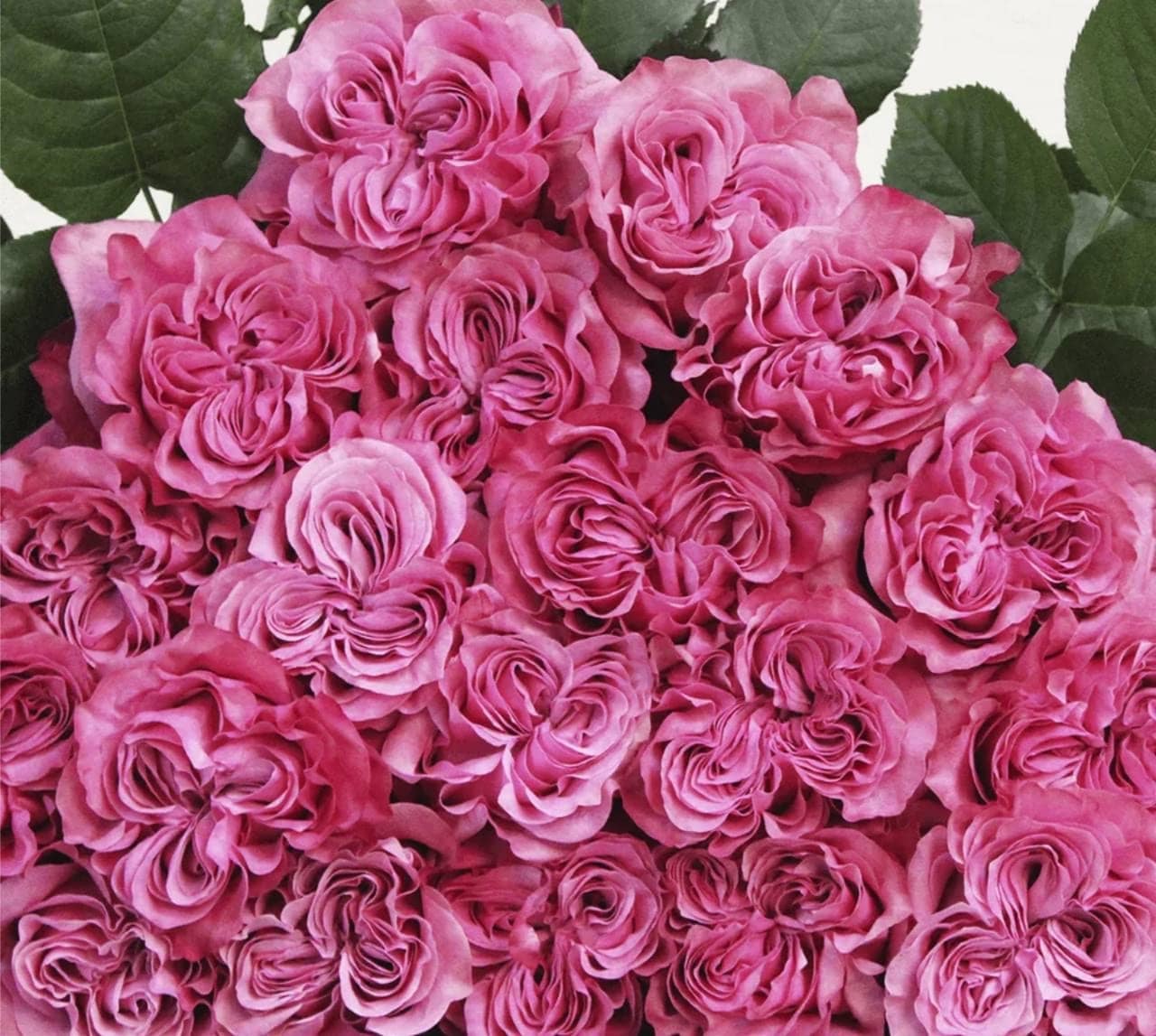 Роза кантри блюз премиум — фото 3