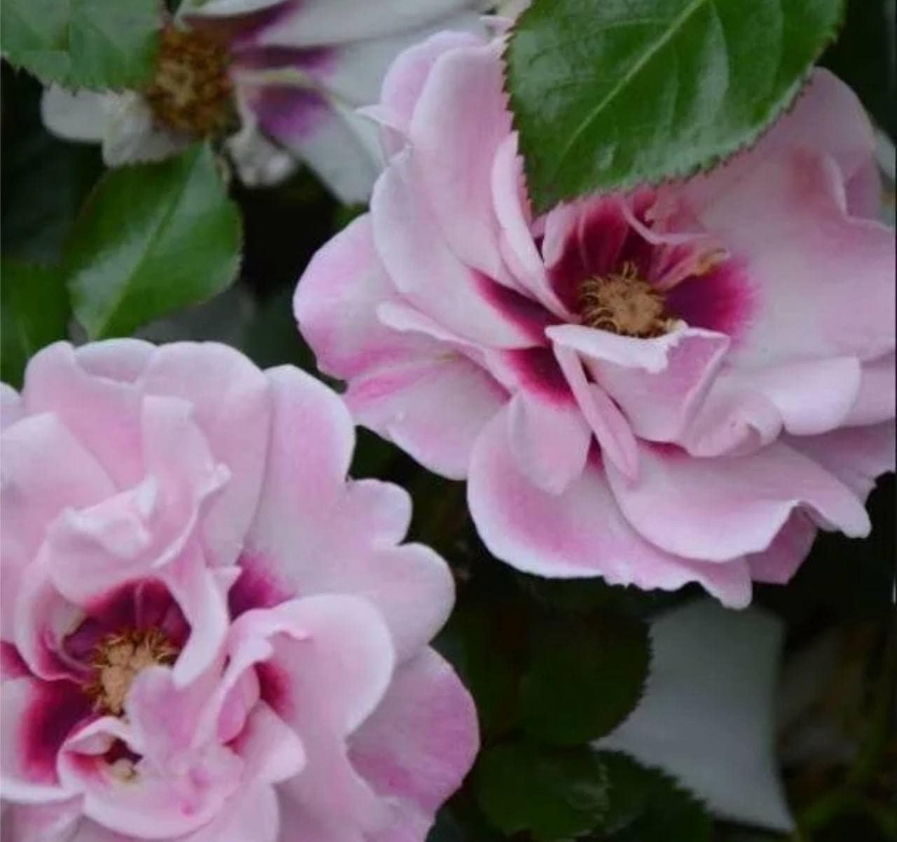 Роза Квин оф Персия — фото 2