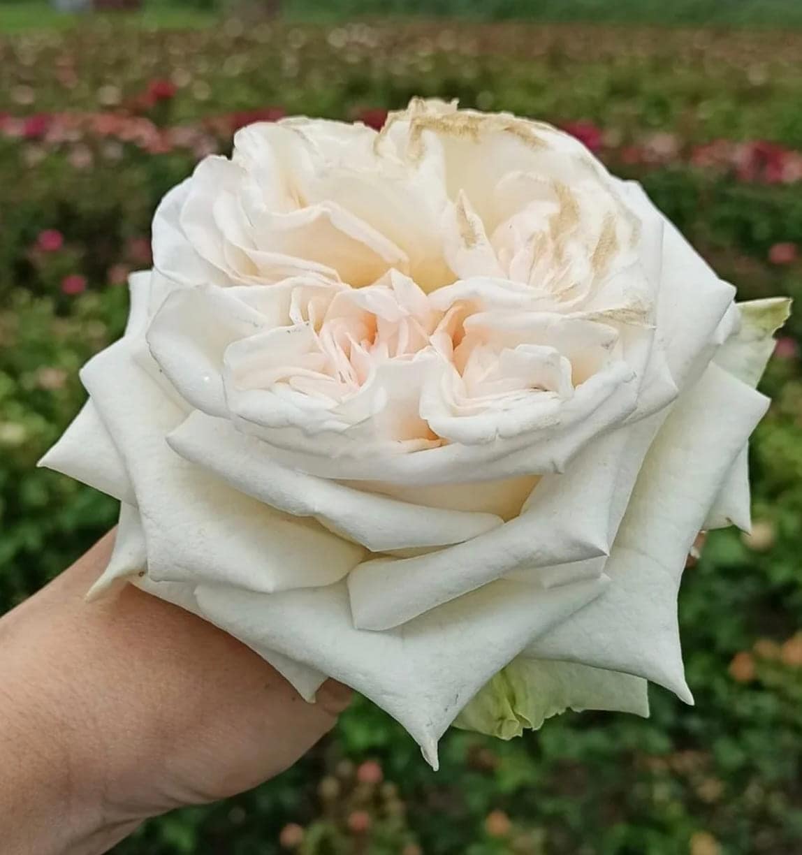 ПРИНЦЕССА МАЙЯ японская — фото 5