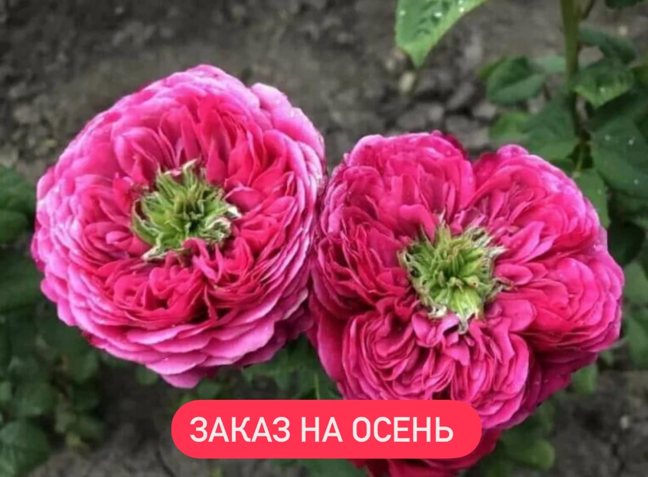 ПРИНЦЕССА КИШИ японская — главное фото