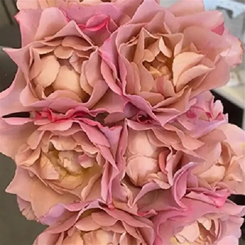 СОЛА японская — фото 2