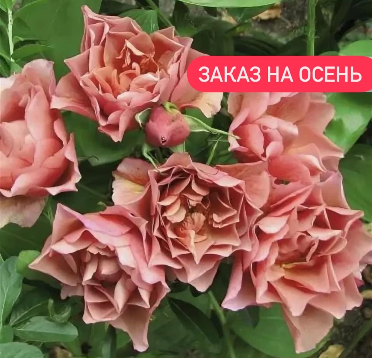 СОЛА японская — главное фото