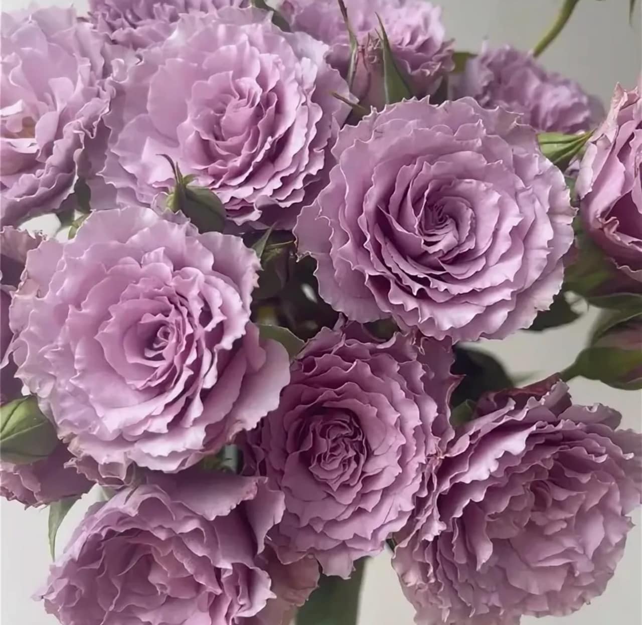ЛИБЕЛЛУЛА японская — фото 4