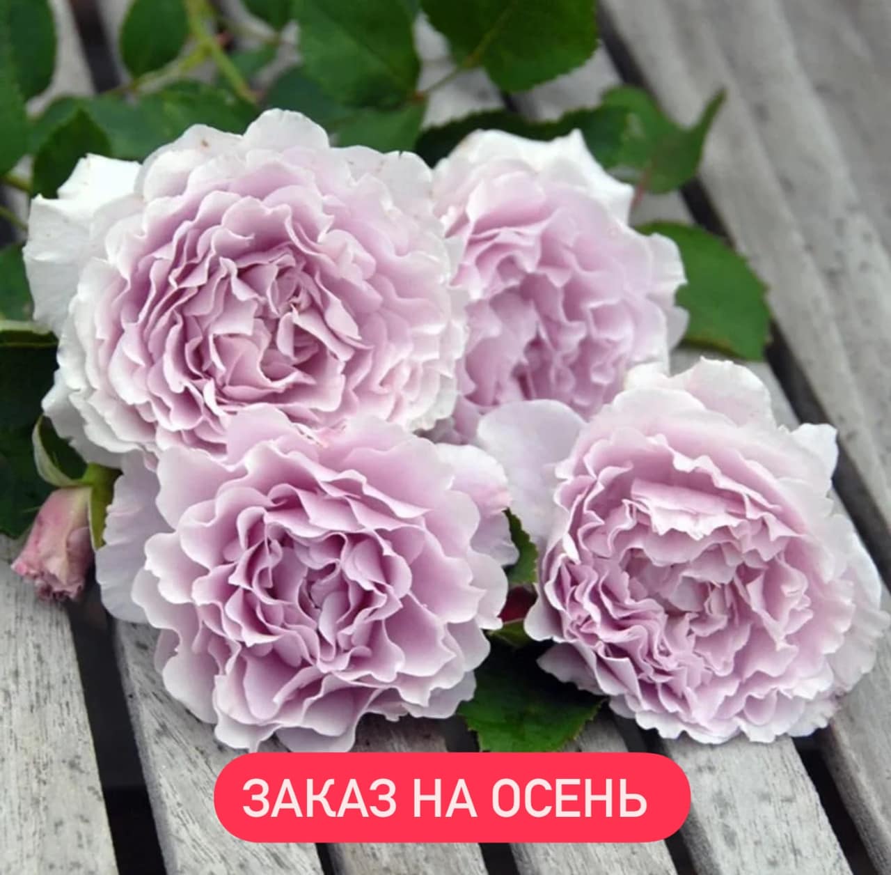 ЛИБЕЛЛУЛА японская — главное фото