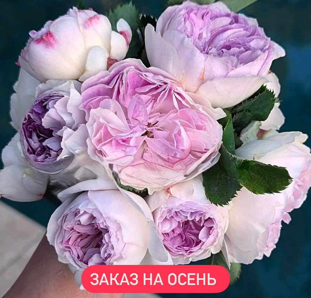 👃БЛЮ МУН СТОУН — главное фото