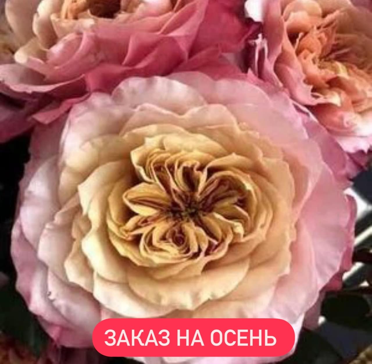 МИЯБИ ЧА японская — главное фото