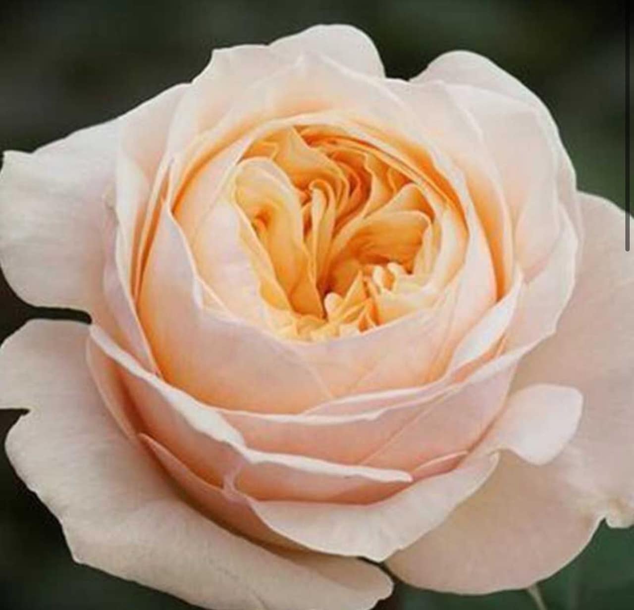 ЭНДЖЕЛ ПИЛОУ японская — фото 4