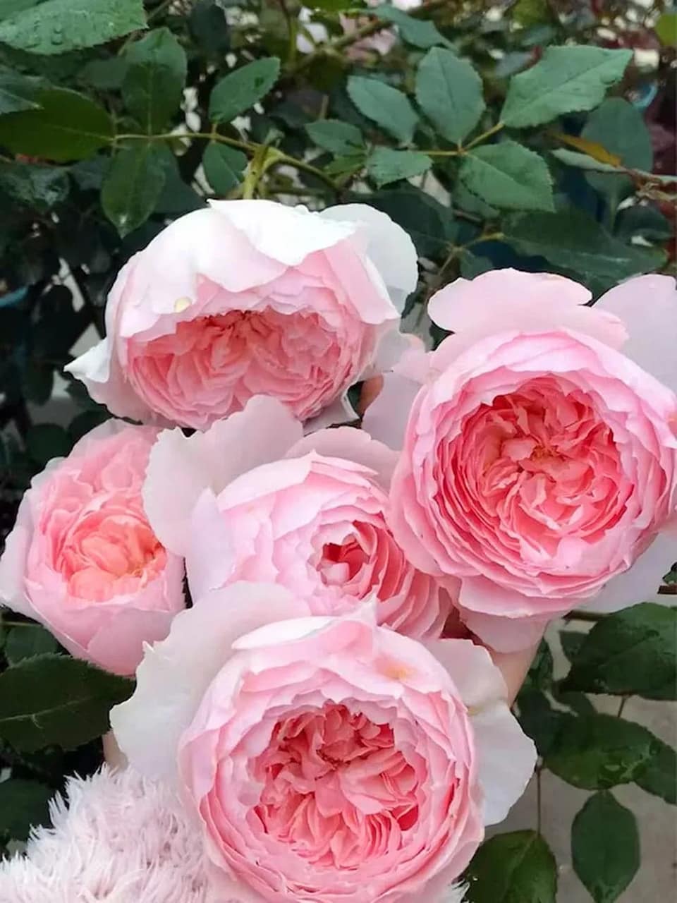 👃МИСАКИ японская — фото 3