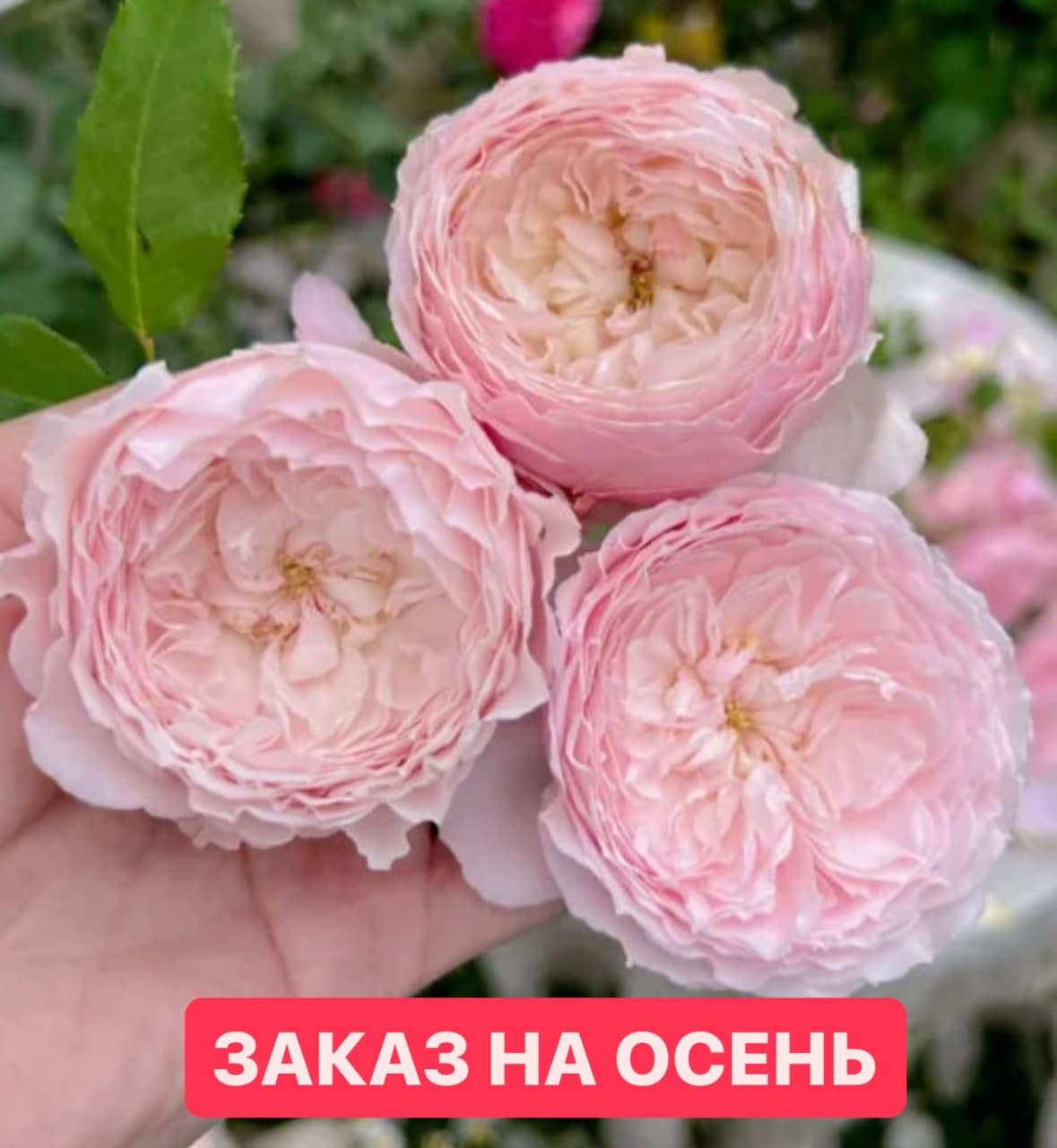 👃МИСАКИ японская — главное фото