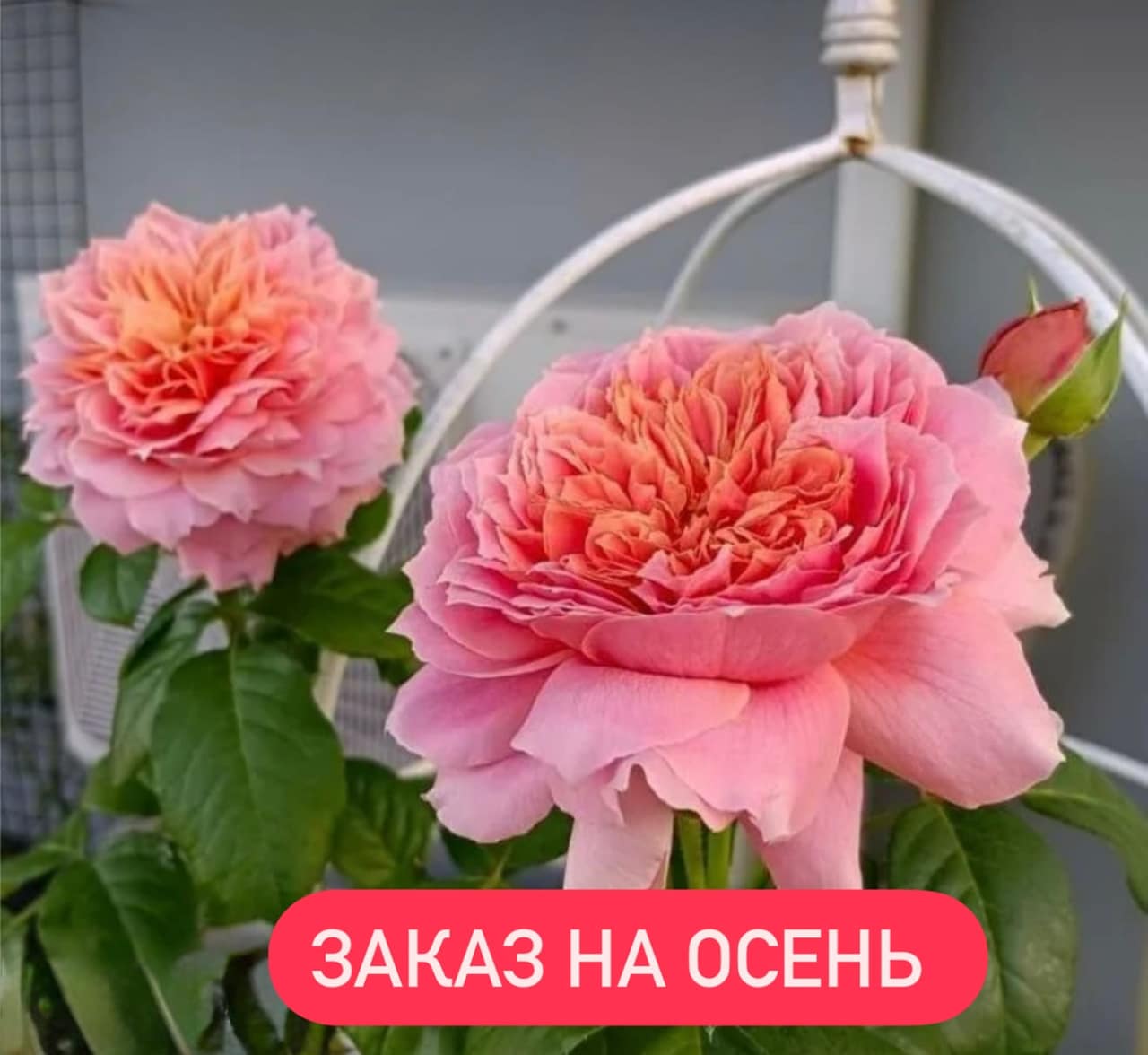 МУЛЕН ДЕ ЛА ГАЛЕТТ японская — главное фото